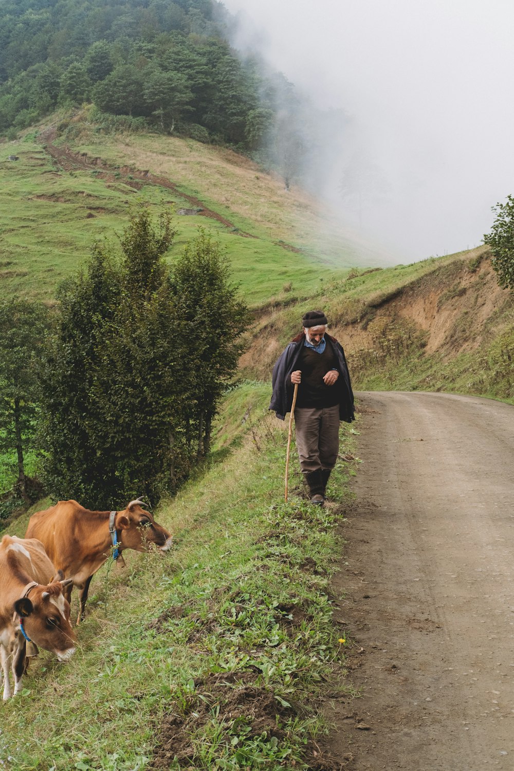 a man walking down a dirt road next to two cows