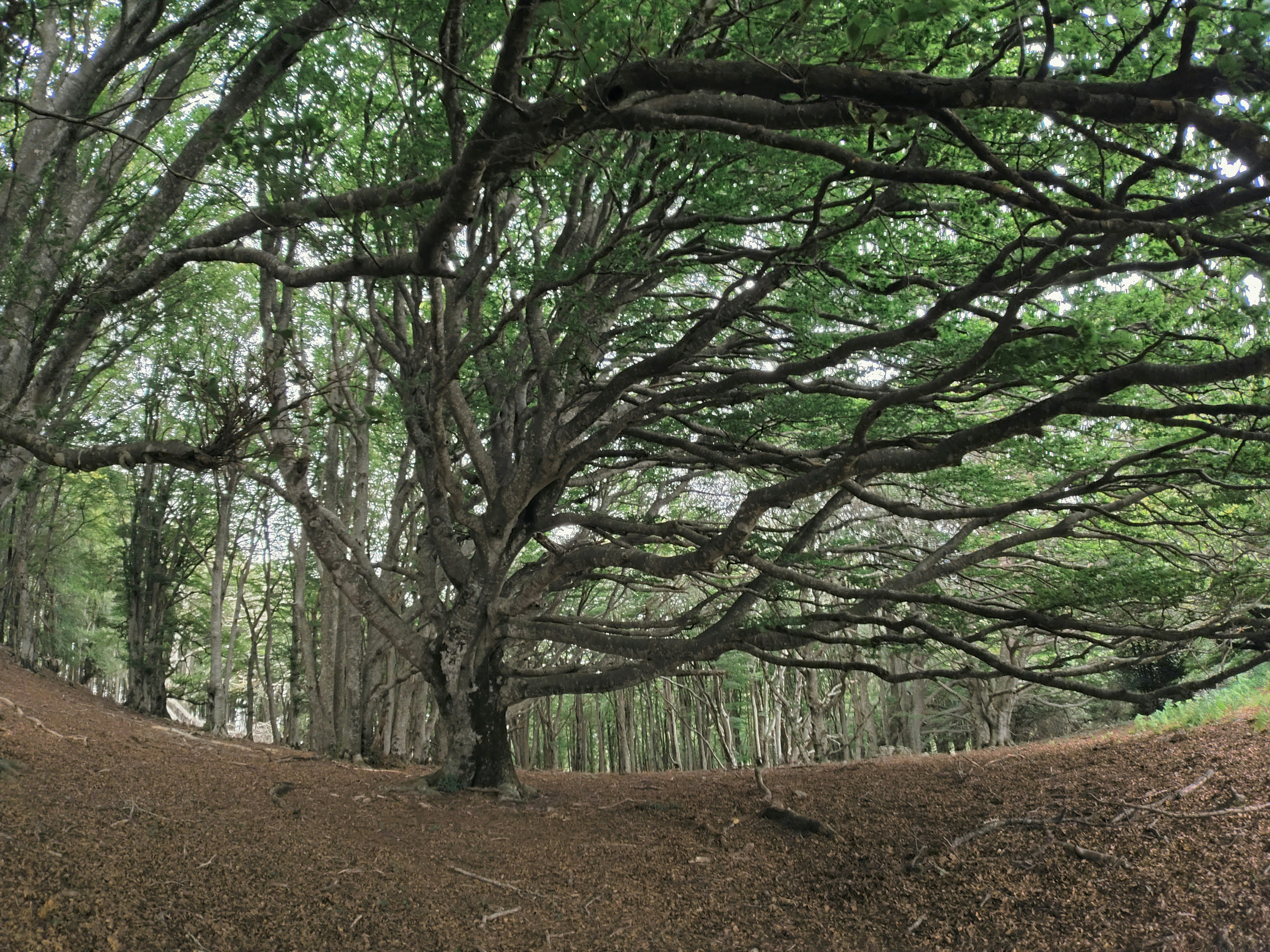 A group of trees in the middle of a forest photo – Free Pyrenees Image ...