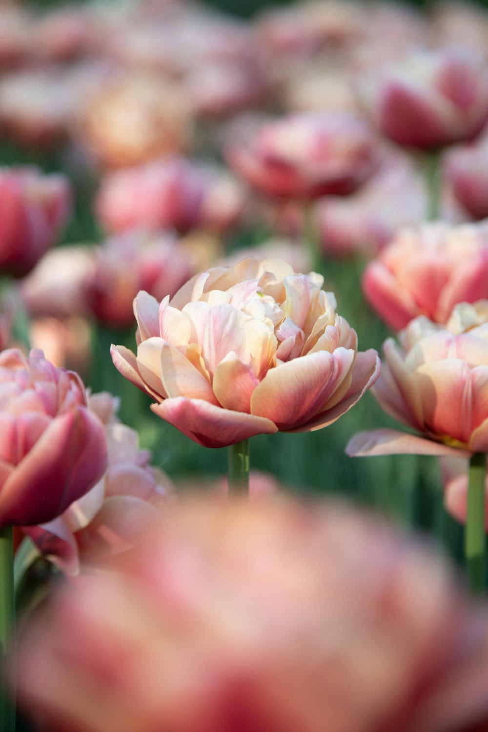 a field full of pink and white flowers