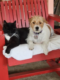 A happy dog and cat relaxing together after a lively walk in the park.