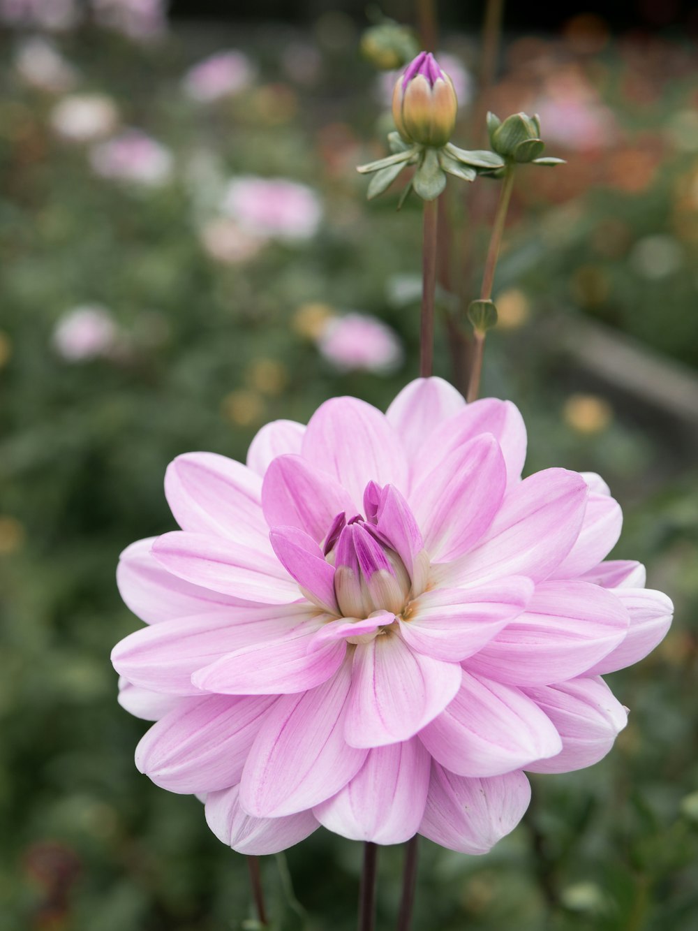 a close up of a pink flower with a blurry background