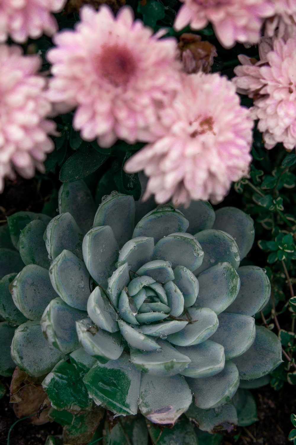 a close up of a plant with pink flowers in the background