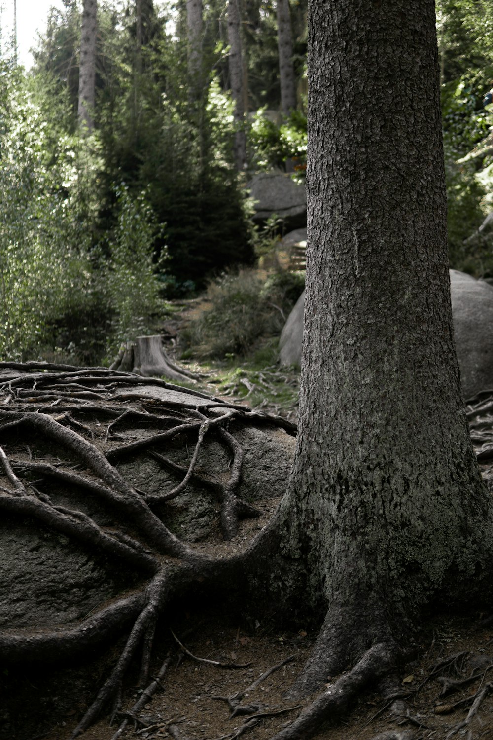 a large tree with some roots on it