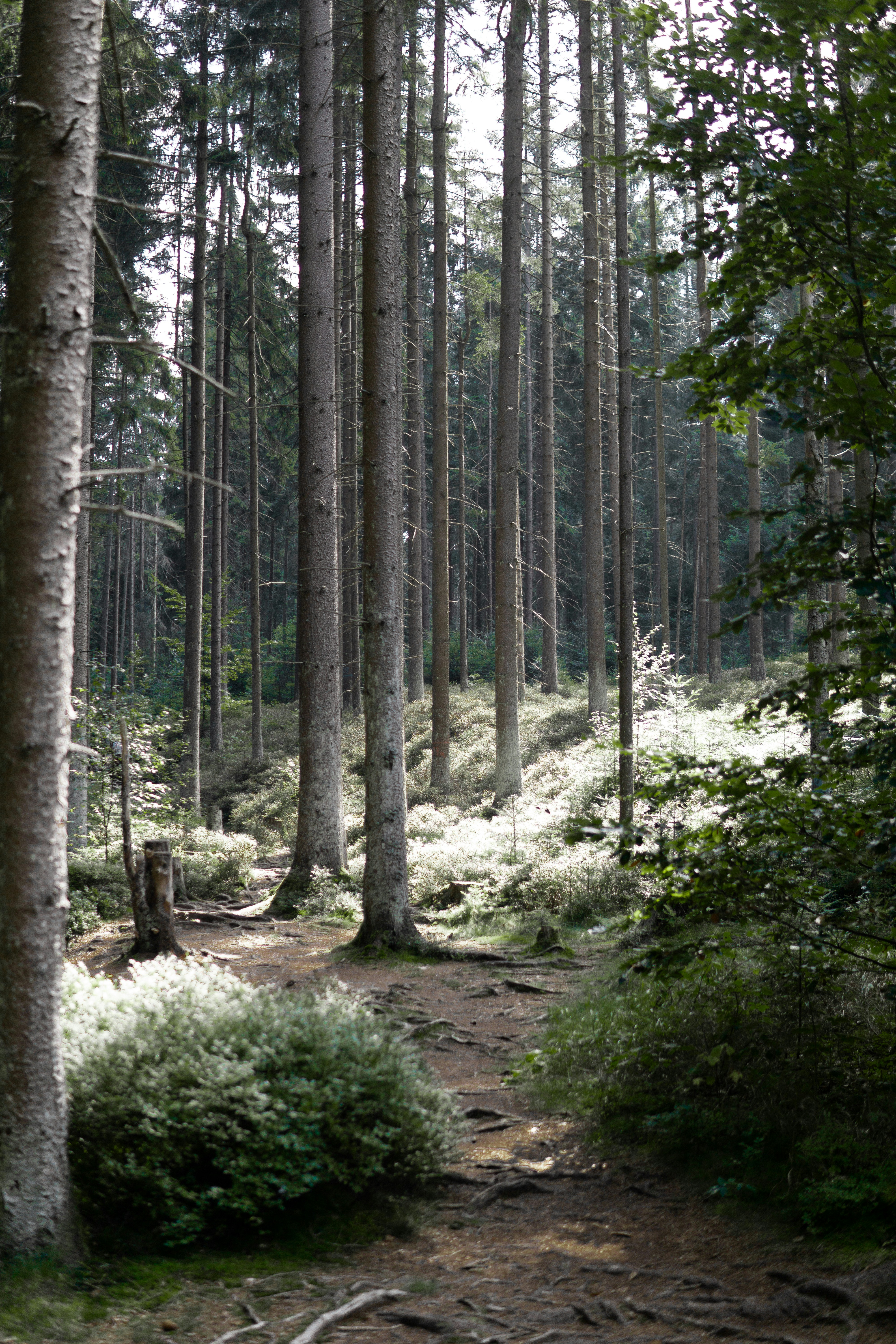 Photo by fanjatastisch