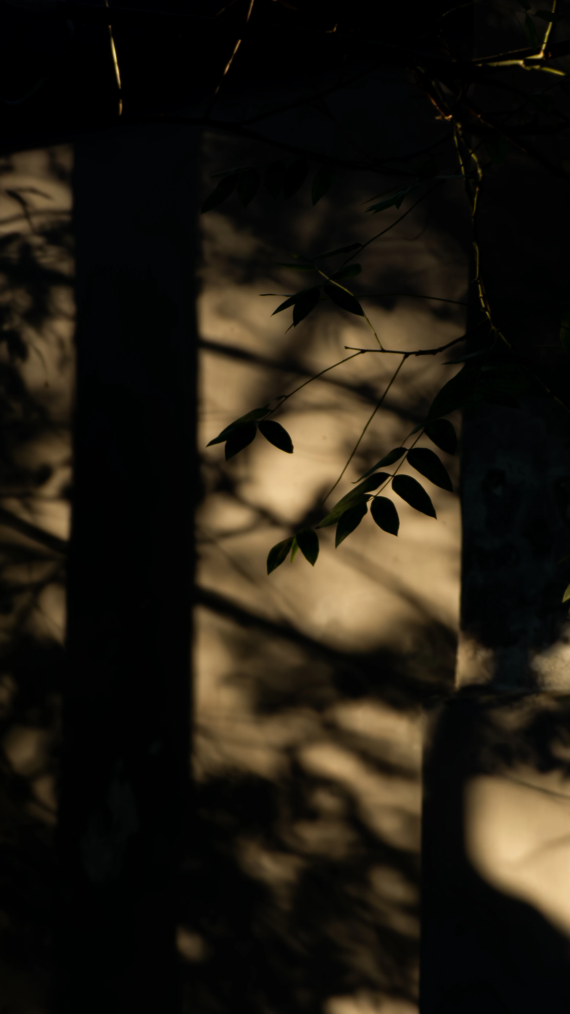 the shadow of a tree branch on a wall