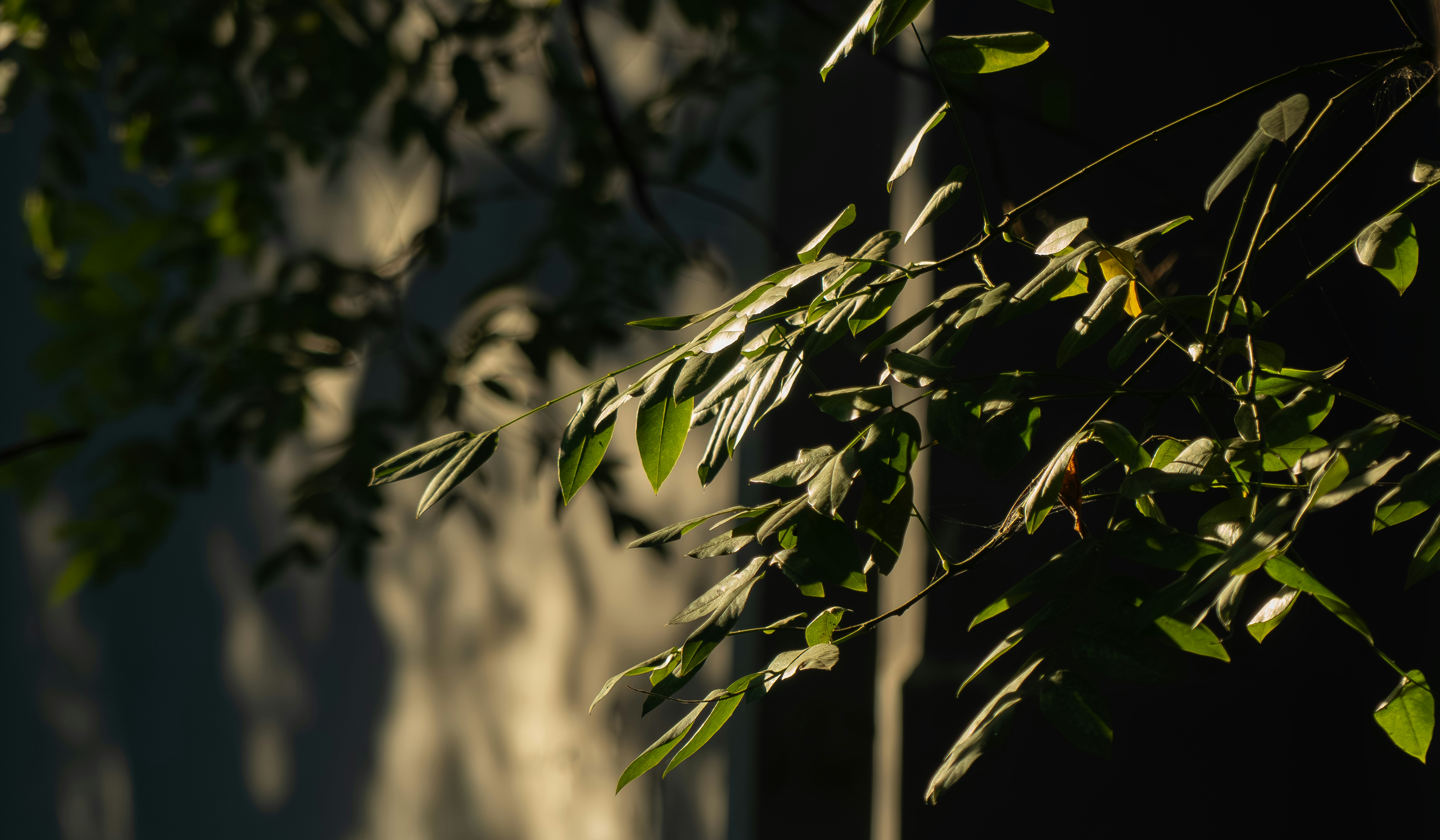 a branch of a tree in front of a building