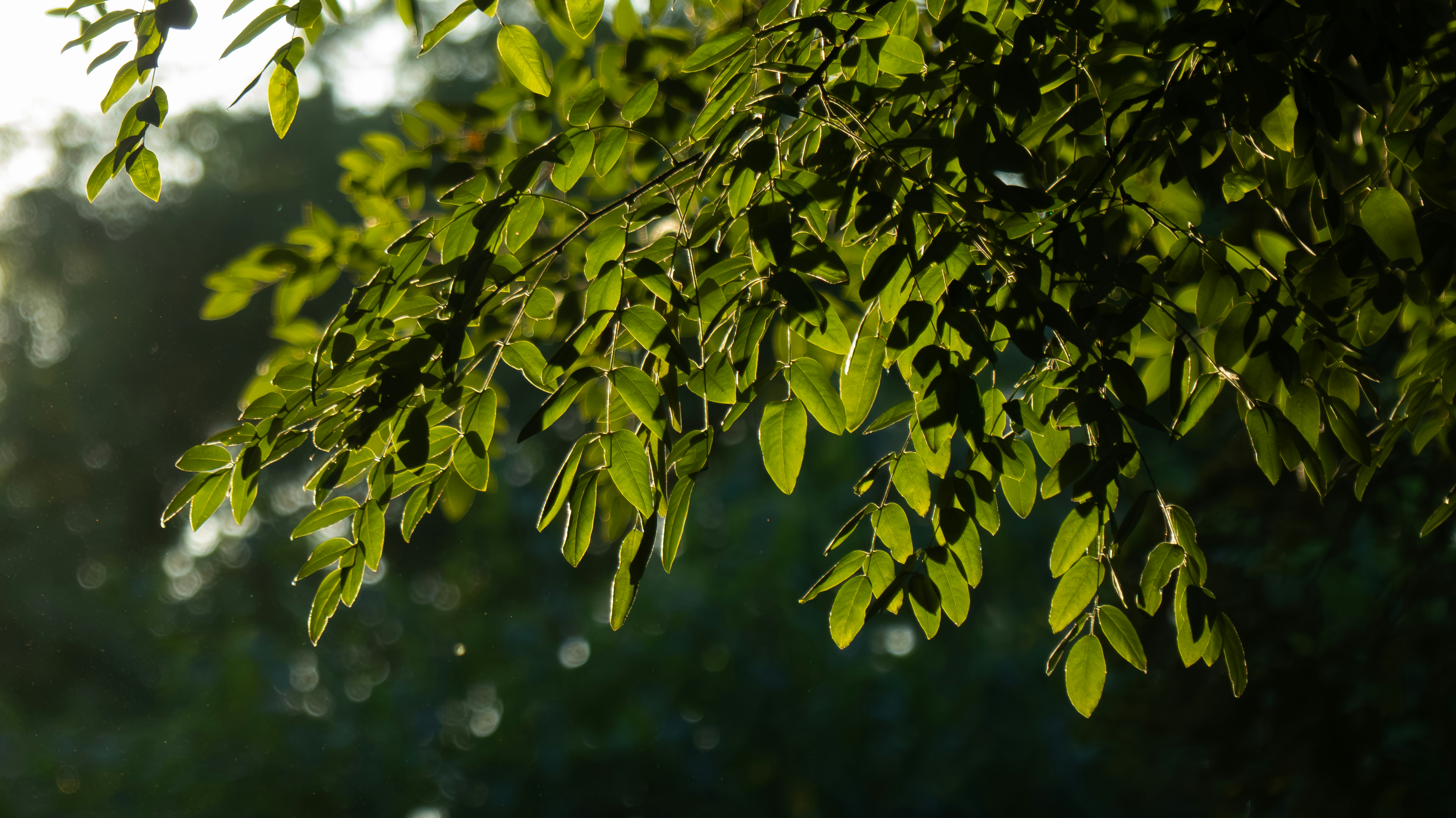 a tree branch with green leaves in the sunlight