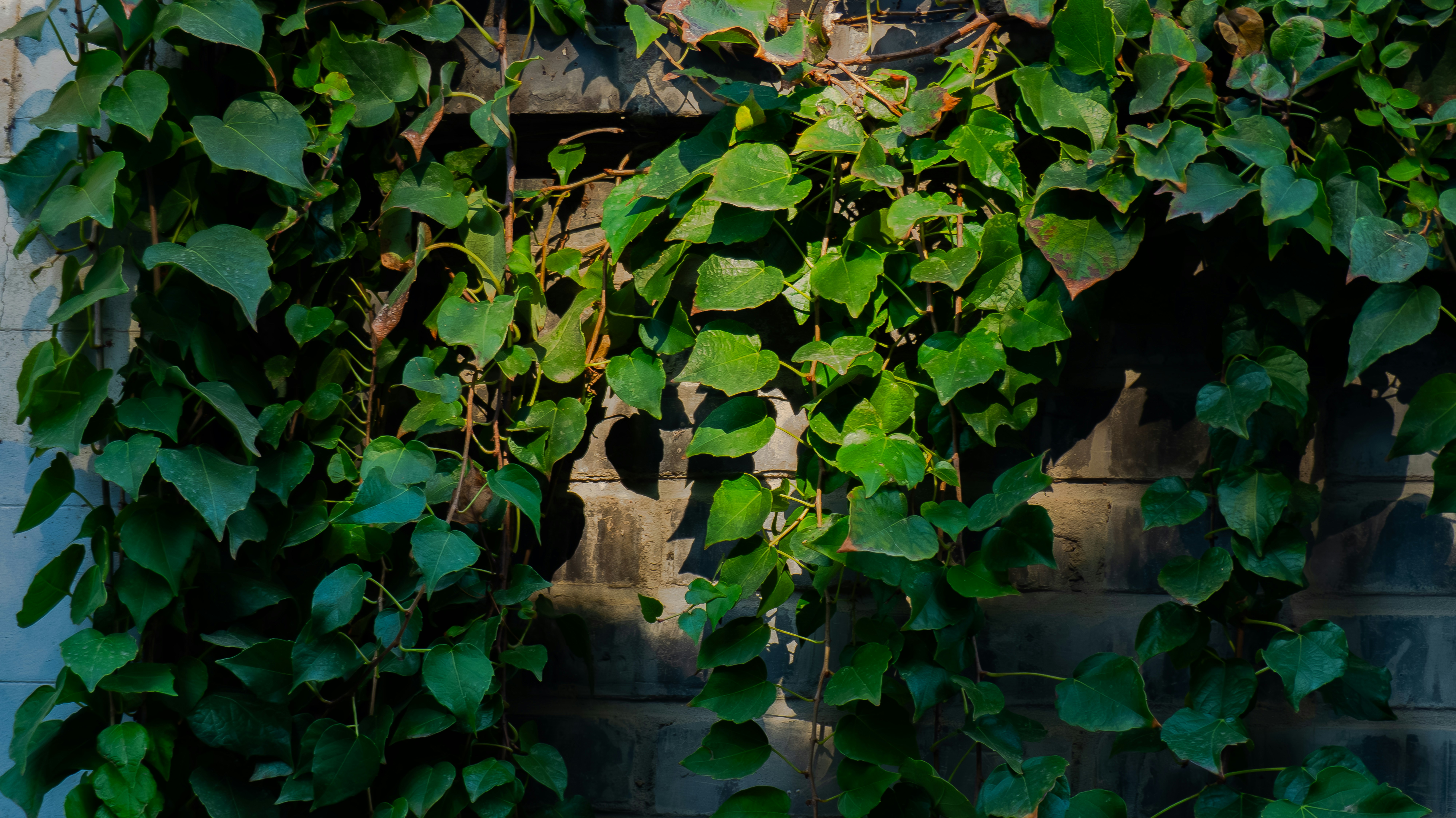 a bunch of green leaves on a brick wall