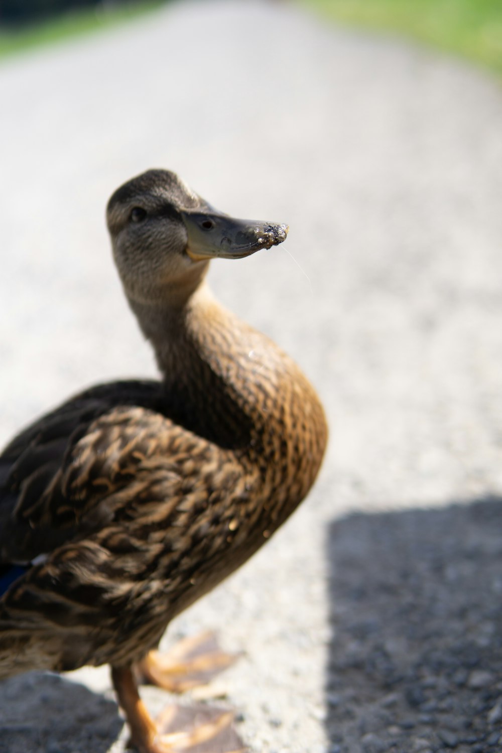 a duck that is standing on a sidewalk