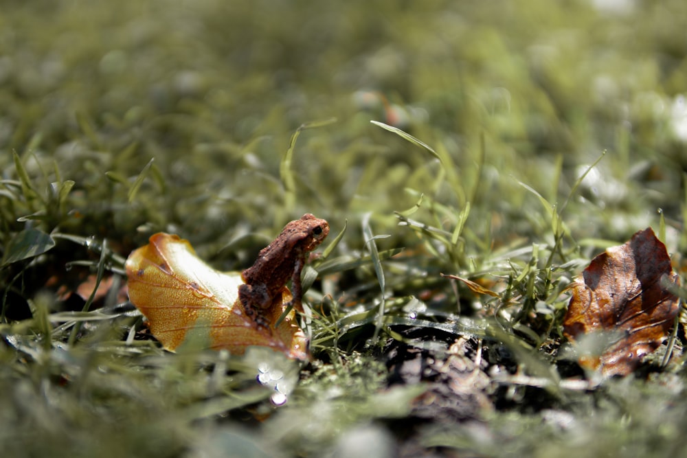 a couple of leaves that are in the grass