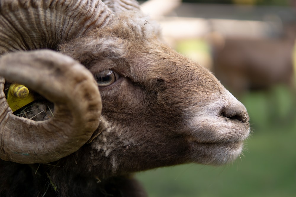 a close up of a ram with horns