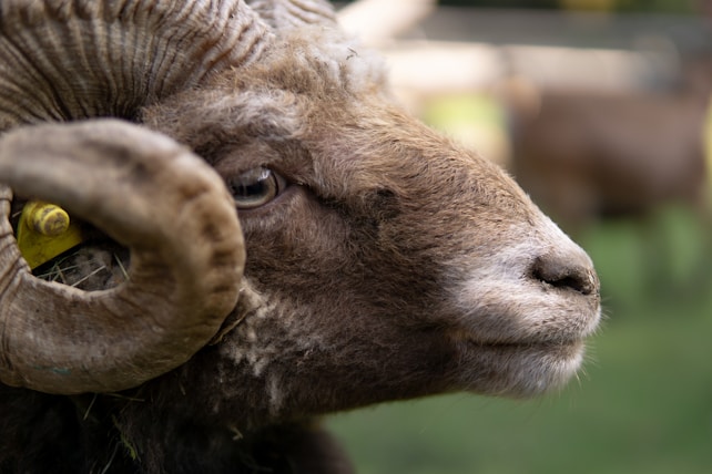 A close-up view of a ram with large, curved horns. The focus is primarily on the ram's head, showcasing its detailed fur texture and prominent eye. The background is blurred, emphasizing the foreground subject.