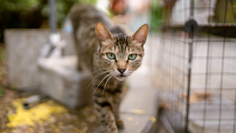 a cat standing in front of a cage looking at the camera