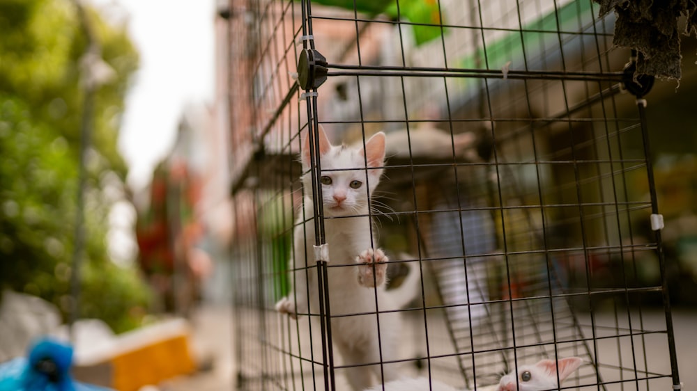 a white cat in a cage on the street
