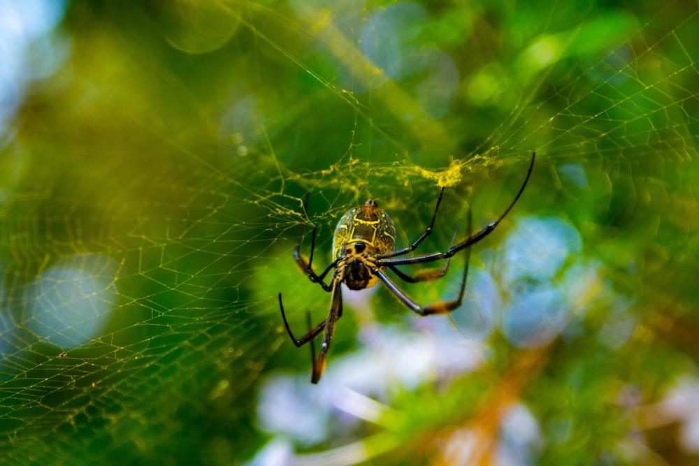 a close up of a spider on its web