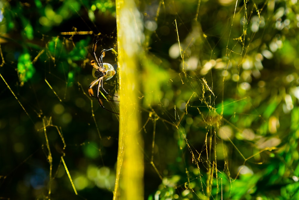 a close up of a spider on its web