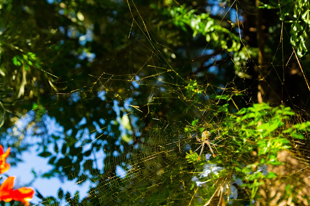 a close up of a spider web on a tree