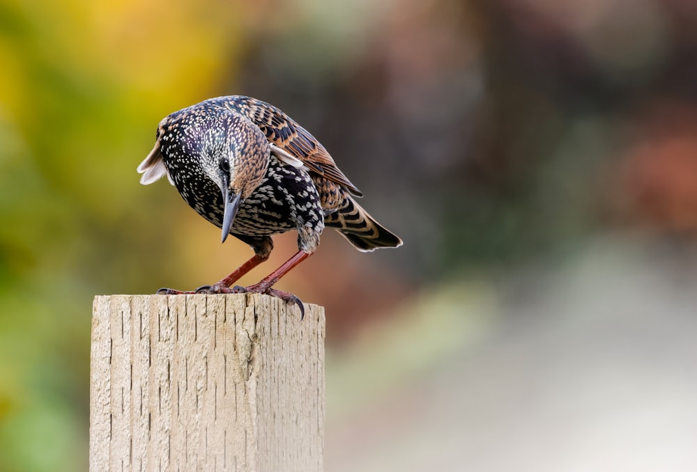 a small bird perched on top of a wooden post