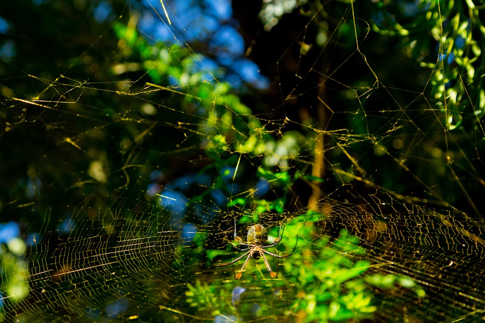 a close up of a spider's web on a tree