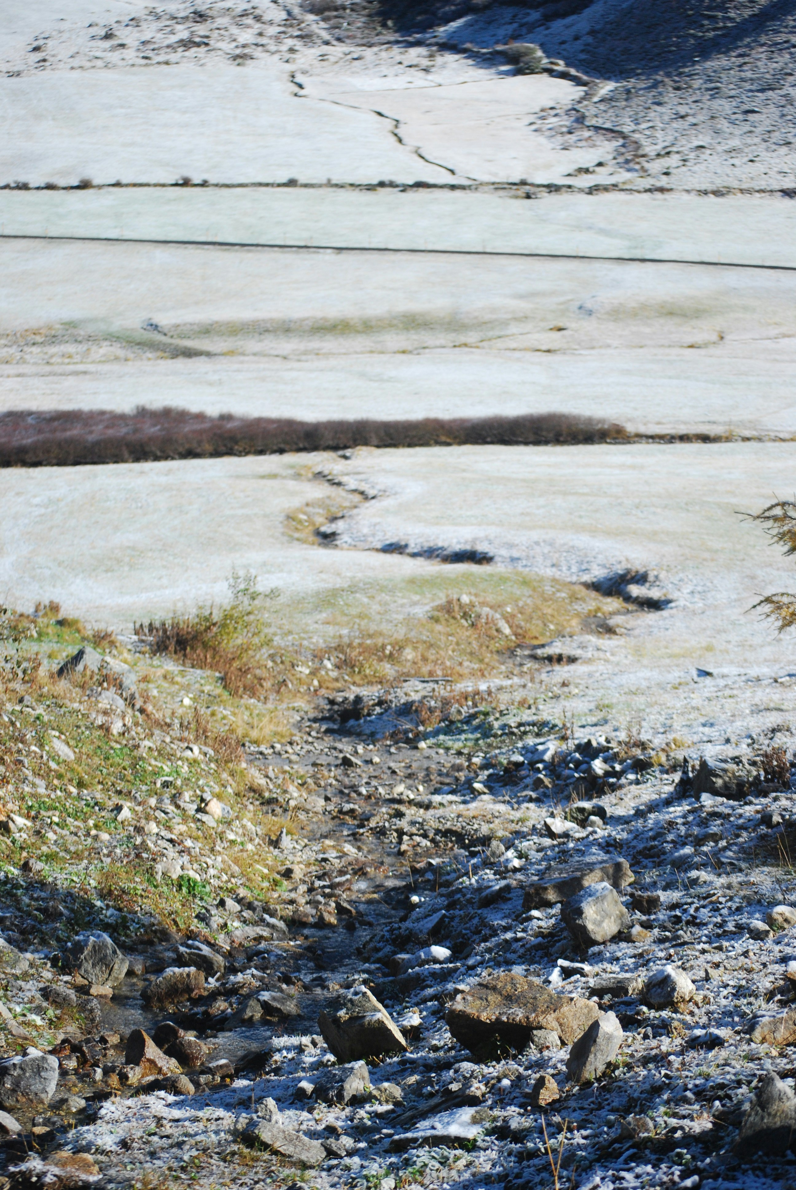 a black and white dog standing on a rocky hillside