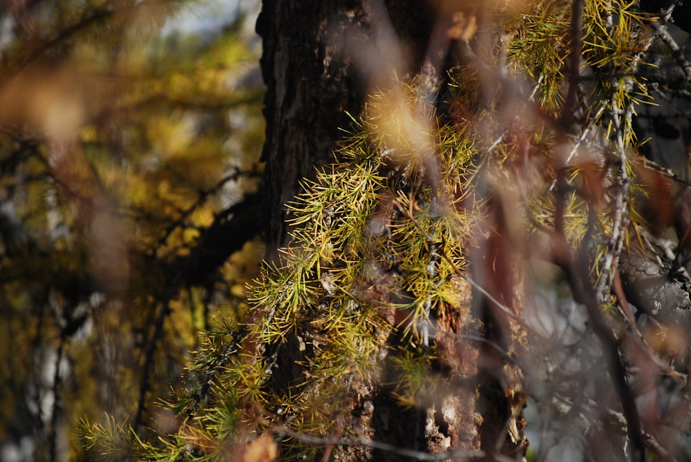 a close up of a tree with lots of leaves