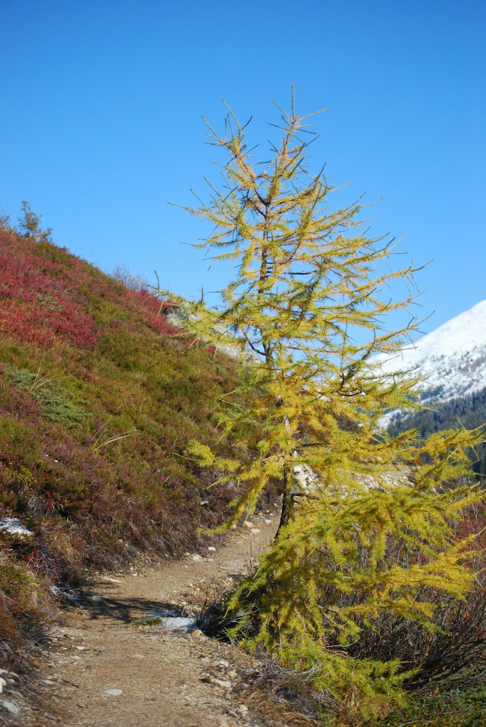 a lone tree on a trail in the mountains