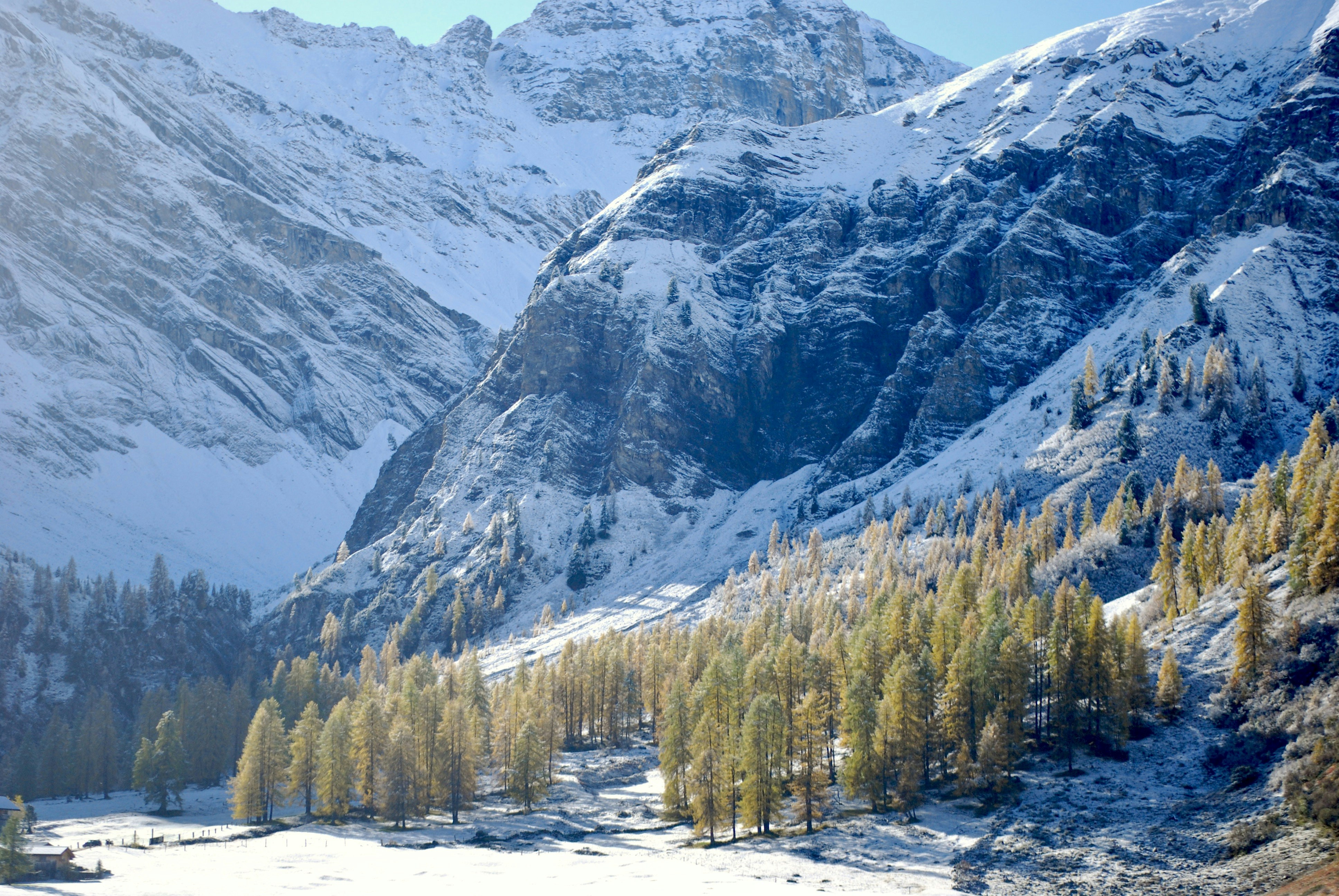 a snow covered mountain with trees in the foreground