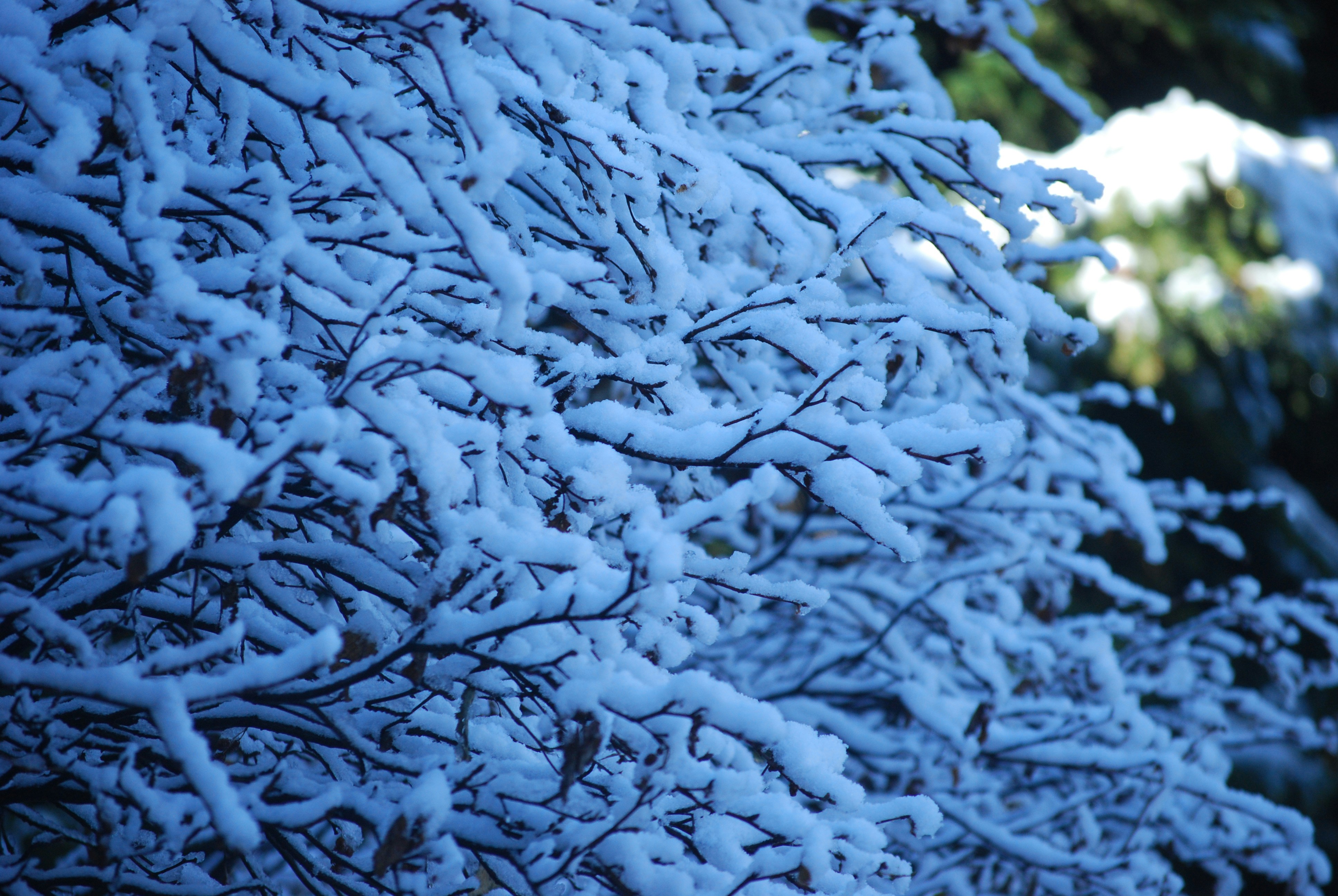 a tree covered in snow next to a forest