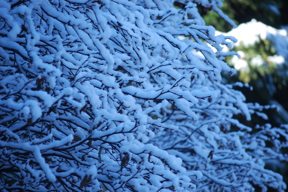 a tree covered in snow next to a forest