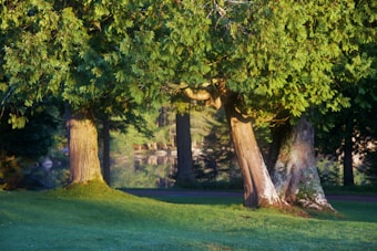 A serene forest scene featuring a group of trees with lush green foliage. Sunlight filters through the leaves, creating dappled patterns on the grass below. The trunks of the trees have a natural, rustic appearance, and in the background, more trees are visible, contributing to the sense of a dense woodland area.