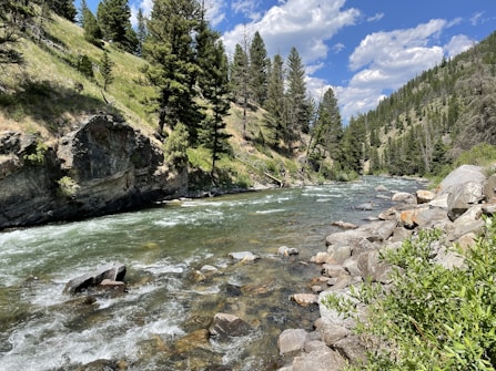 A clear river flows through a lush, green landscape surrounded by tall pine trees. The water is bordered by rocks and stones, with a steep, rocky hillside on one side covered in grass and trees. The sky overhead is bright blue with scattered white clouds.