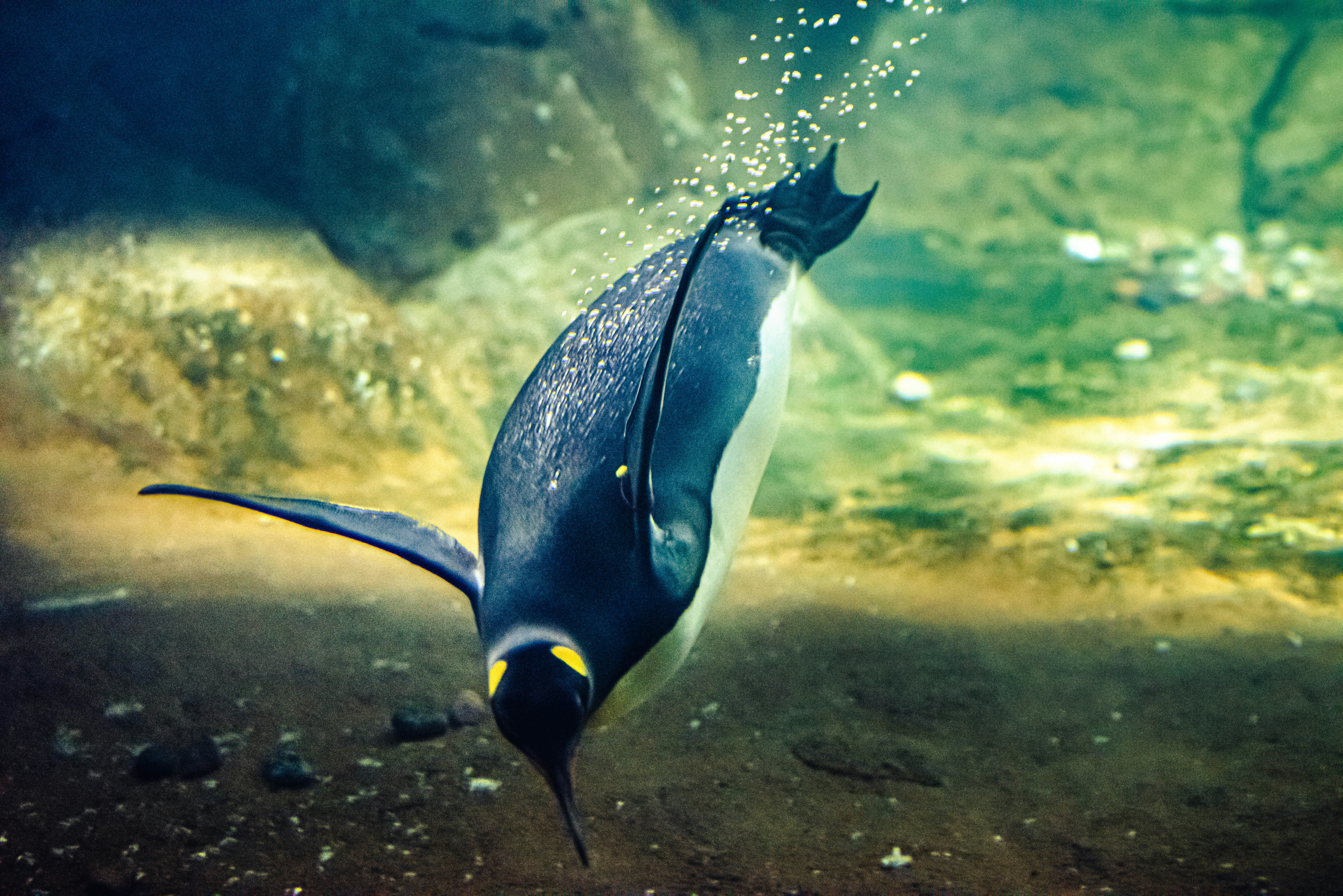 Penguin - Flightless, Antarctic, Aquatic | Britannica, image size:3000x2002