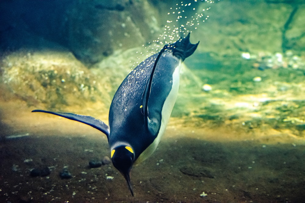 a penguin swimming in the water near rocks