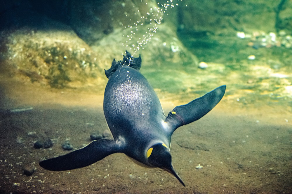 a penguin swimming in the water near rocks