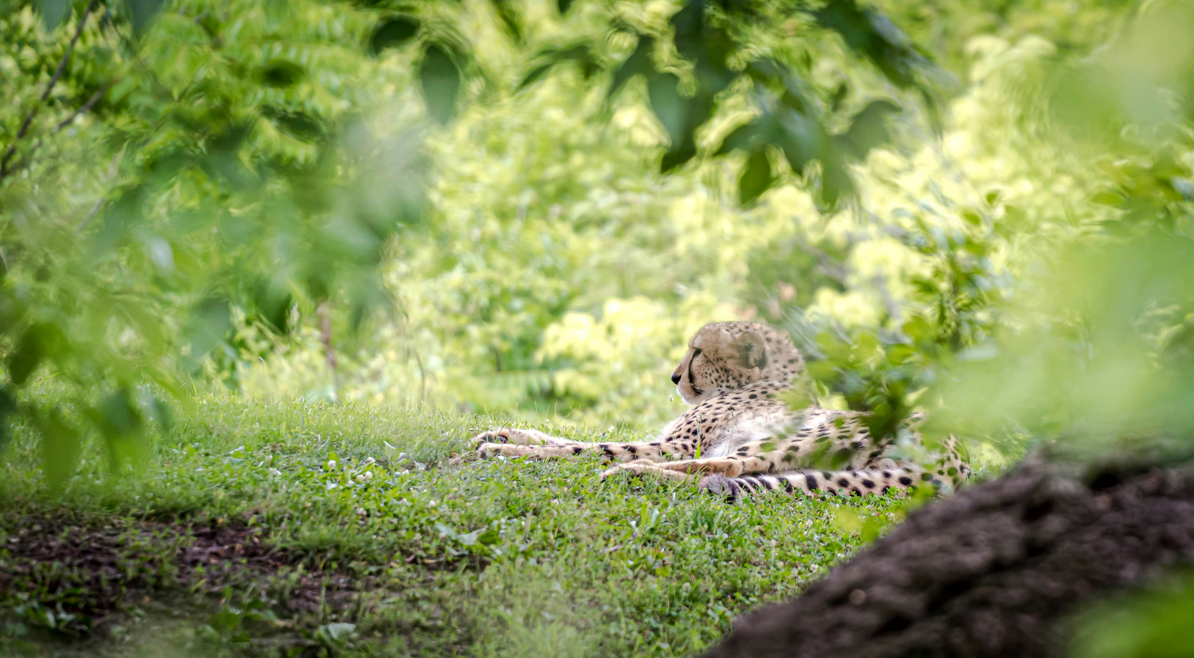 a cheetah laying on the ground in the grass