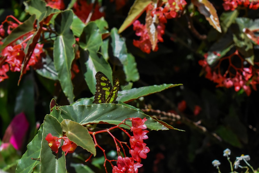 a green and yellow butterfly sitting on a red flower