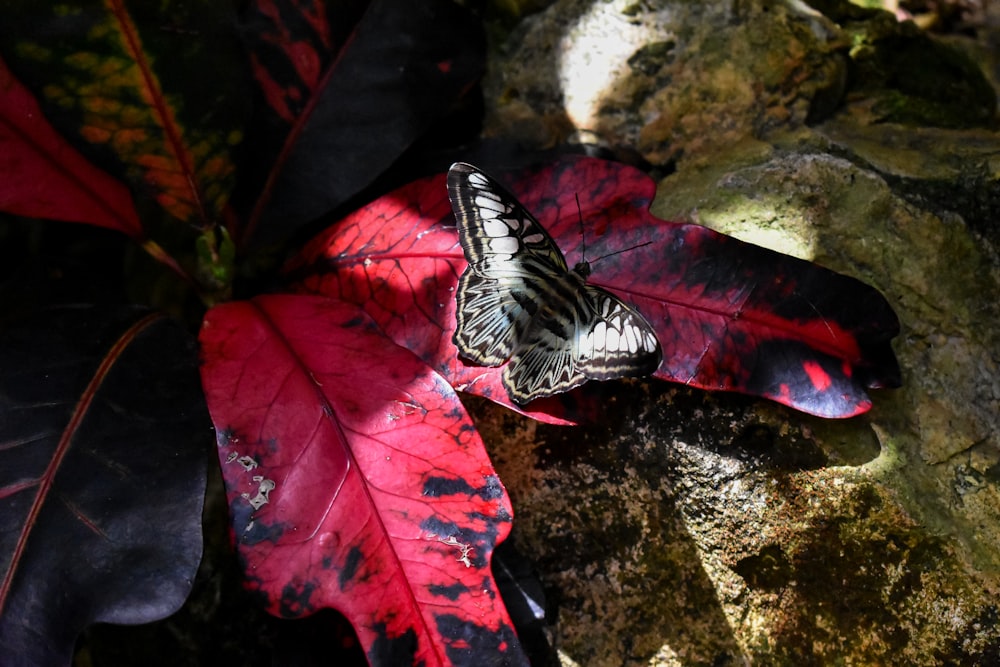 a butterfly sitting on a red and black leaf