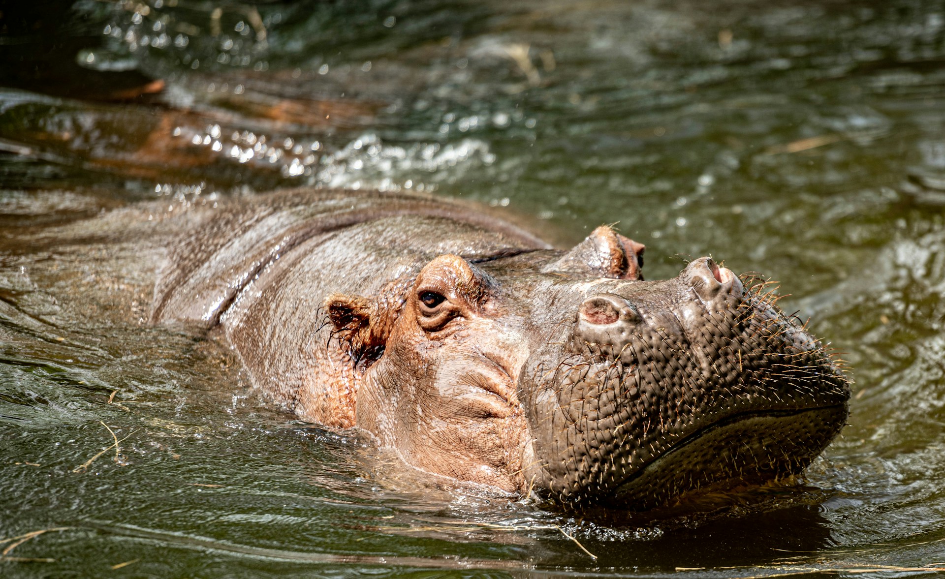 a hippopotamus swimming in a body of water