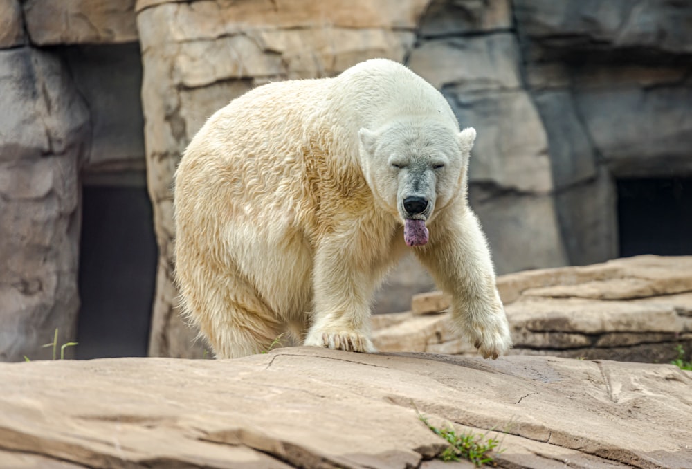 um grande urso polar branco em pé no topo de uma rocha