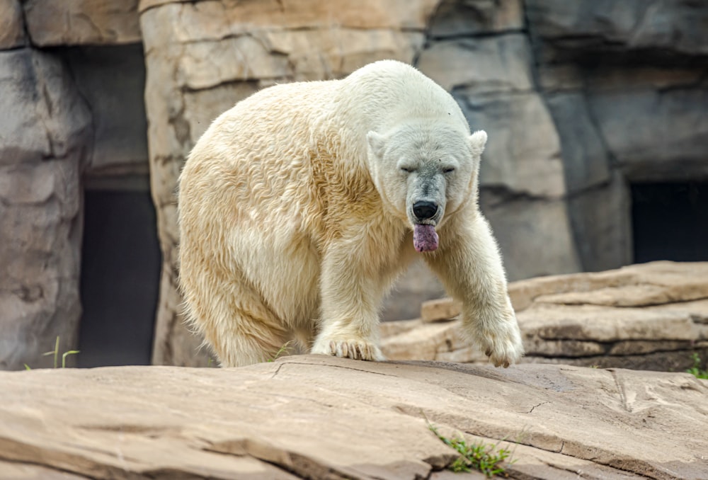 a large white polar bear standing on top of a rock