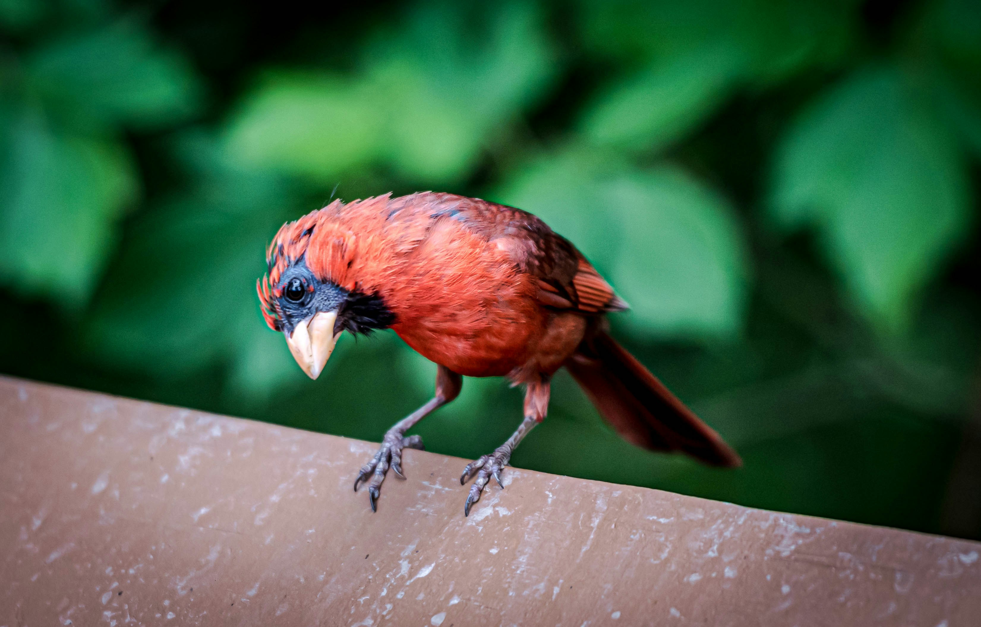 um pássaro vermelho empoleirado em um pedaço de madeira