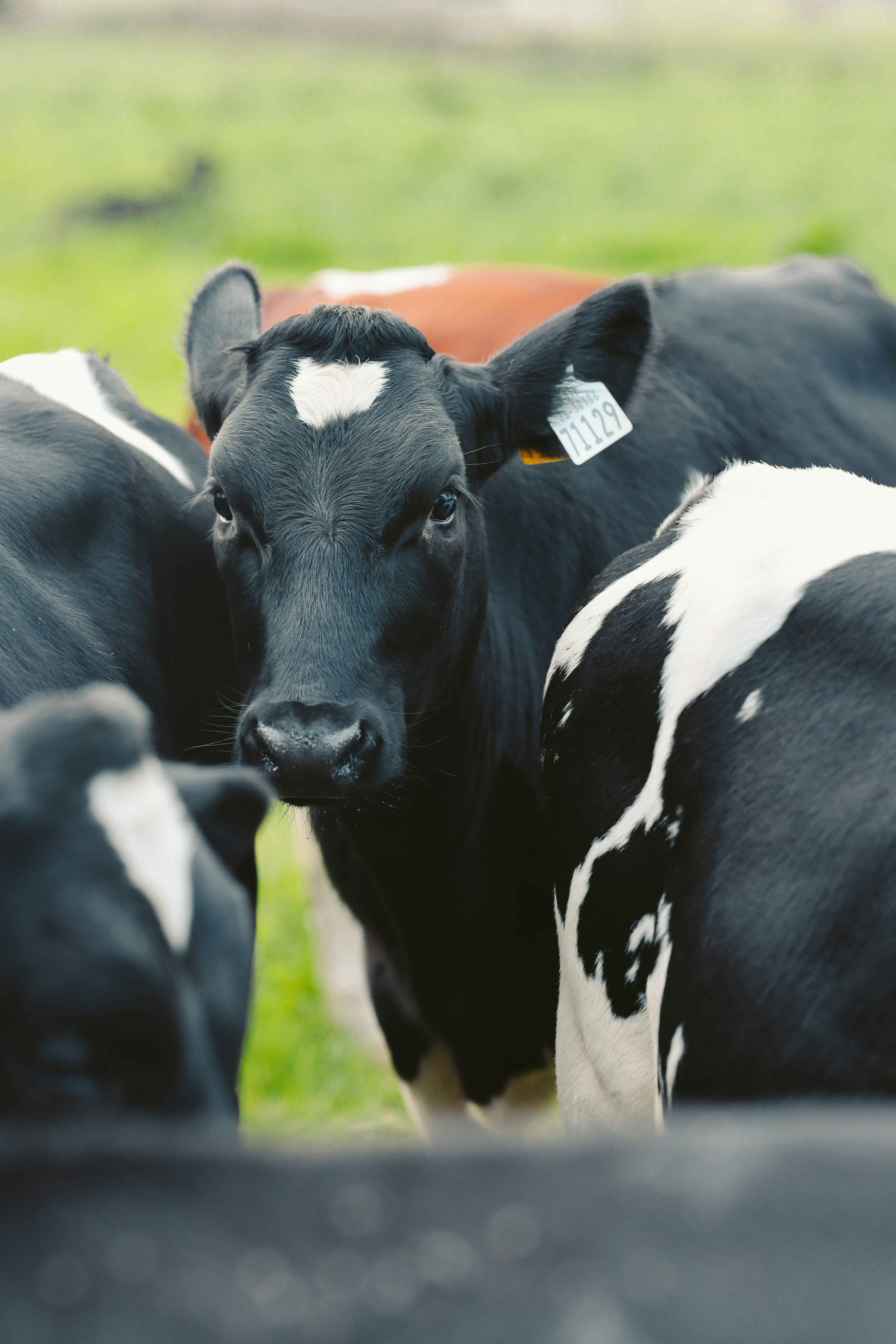 Photo by himo_beast1996