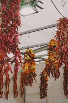 Sun-dried chili peppers hanging in a traditional Chilean farm setting.