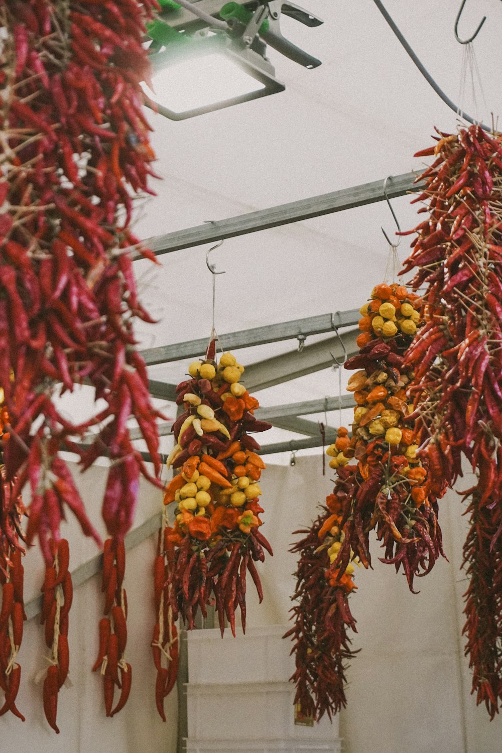 a bunch of red peppers hanging from a ceiling