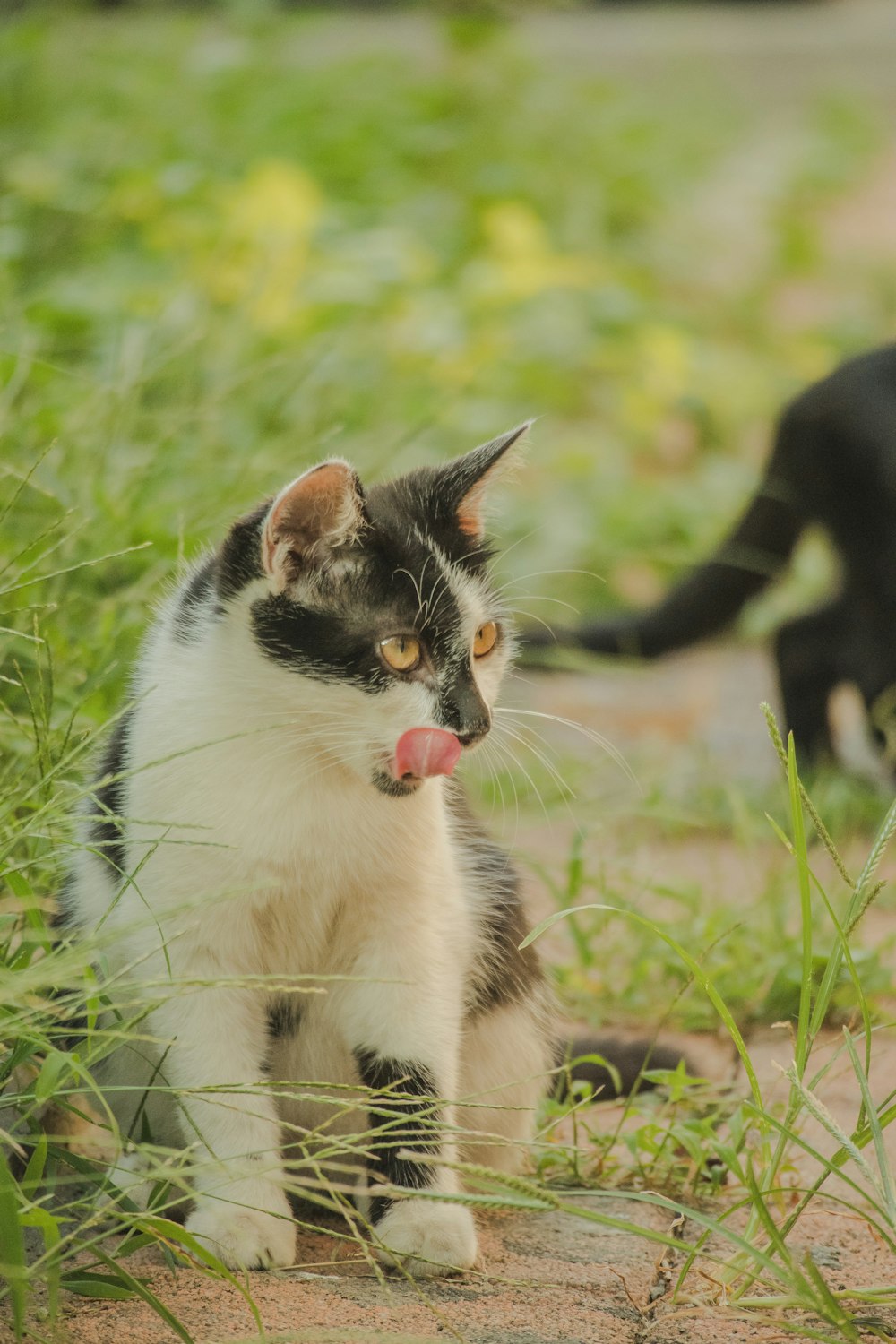 a black and white cat and a black and white cat