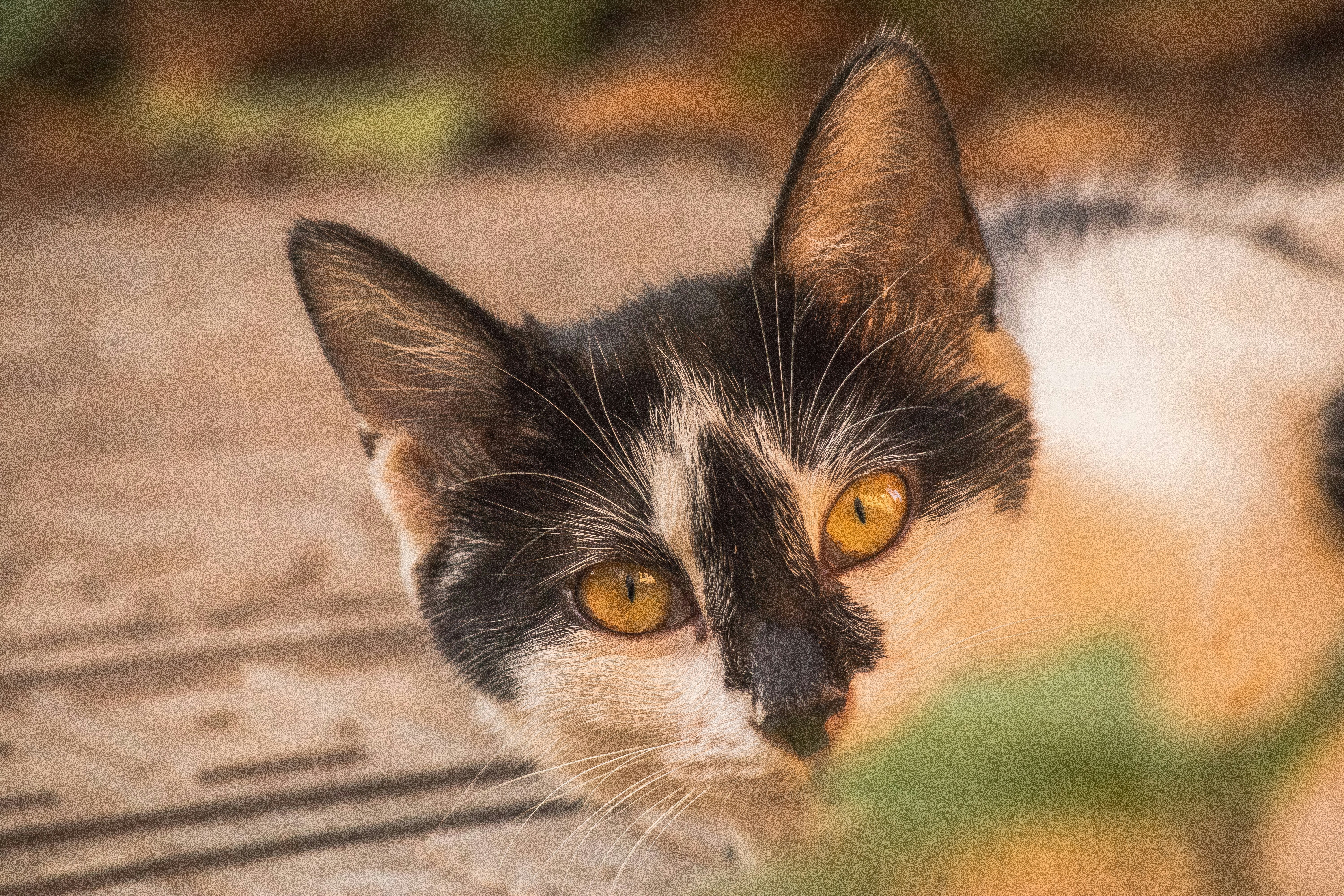 a close up of a cat laying on the ground