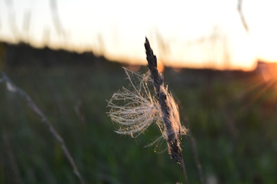 A close-up of a dry plant stalk with delicate web-like fibers clinging to it, set against a soft-focus background of grassy fields and a warm sunset. The sunlight creates a gentle glow around the plant, enhancing the intricate details of the fibers.