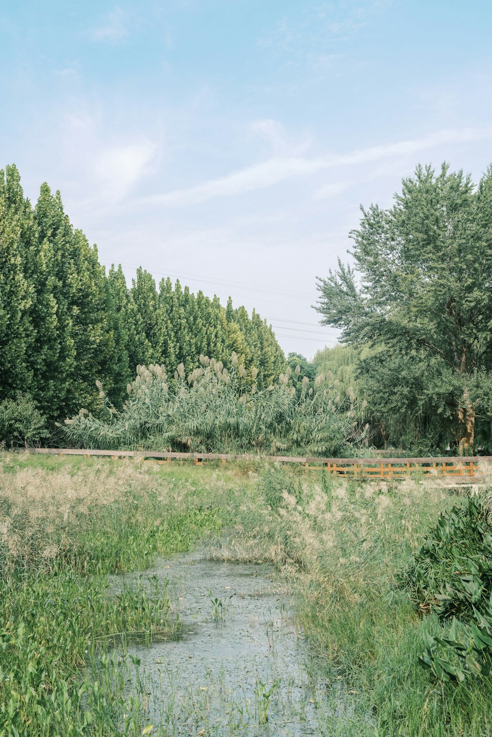 a stream running through a lush green forest