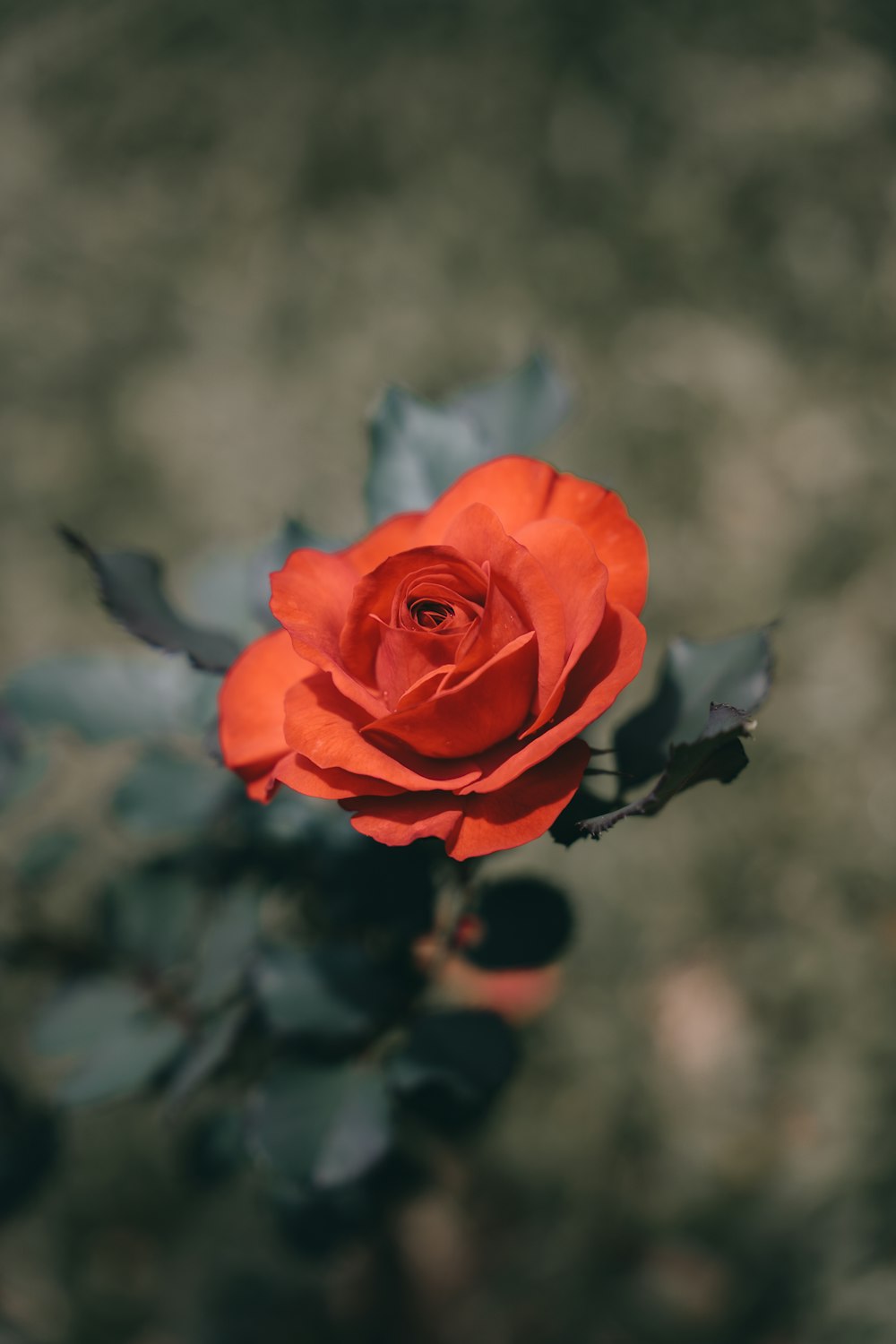 a single red rose with green leaves
