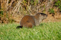 A groundhog sits in a grassy area, with its head turned slightly to the side. Its fur is a mix of brown and gray, and the surrounding background is a mix of blurred green vegetation and dry brown twigs.